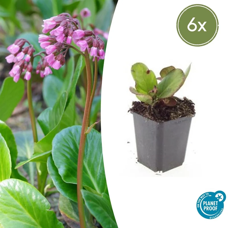 6x Bergenia cordifolia 'Herbstblüte'