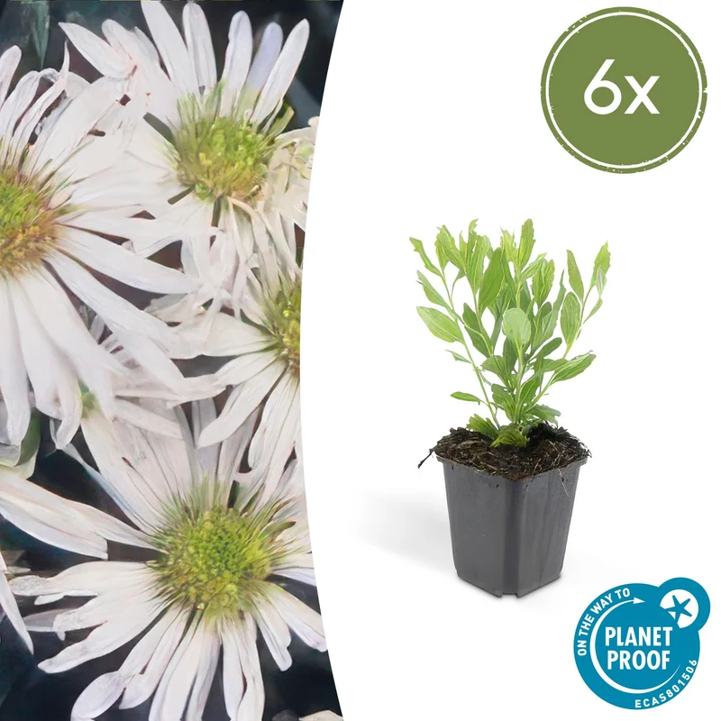 6x Aster ageratoides 'Ashvi'