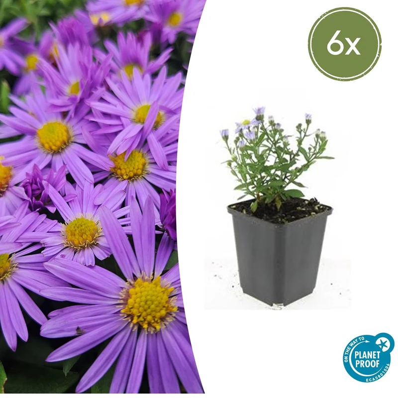 6x Aster (D) 'Prof. Anton Kippenberg'