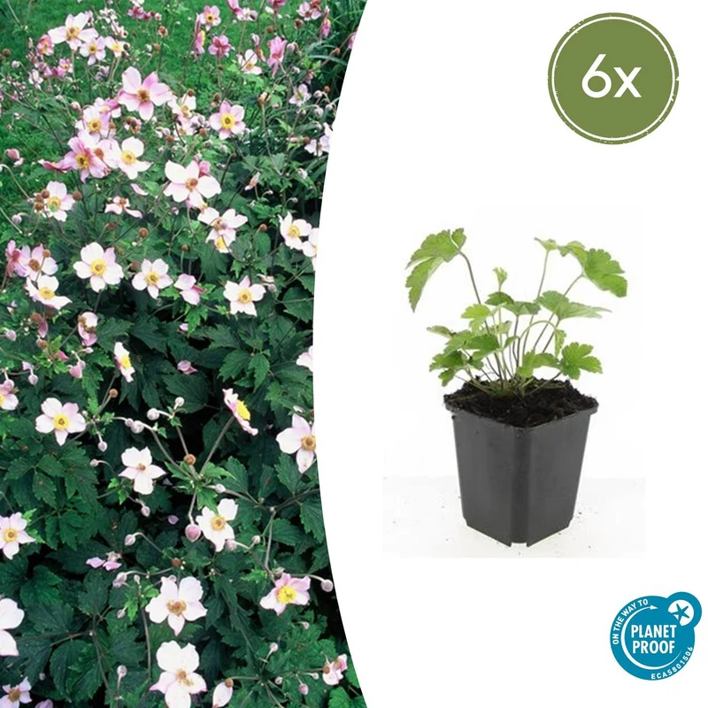 6x Anemone tom. 'Robustissima'