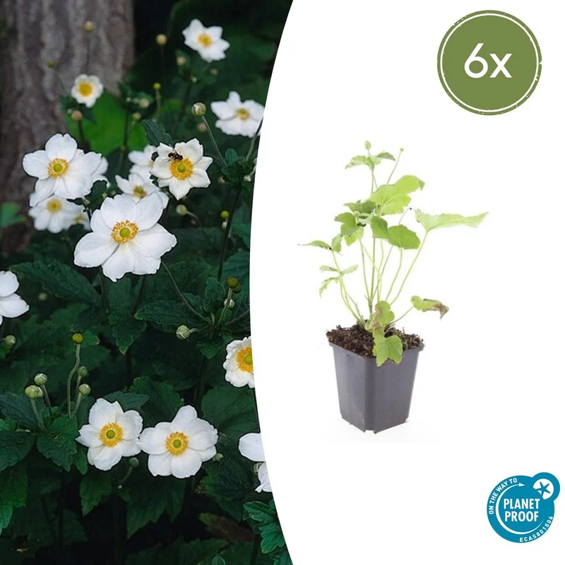 6x Anemone hyb. 'Honorine Jobert'