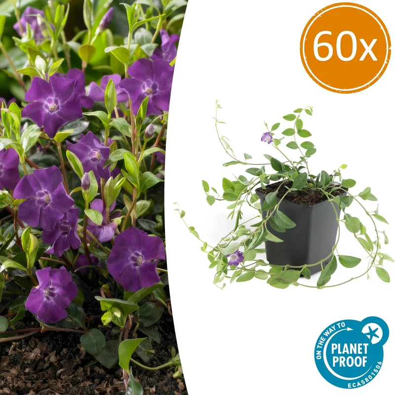 60x Vinca minor 'Atropurpurea',