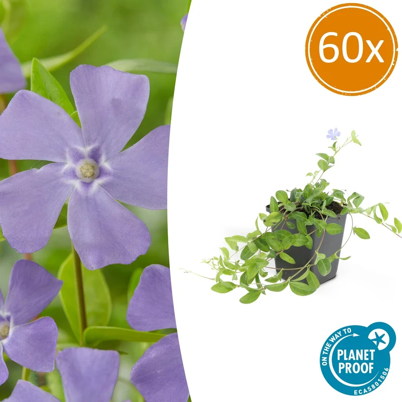 60x Vinca minor