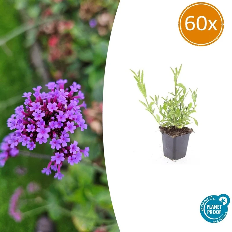 60x Verbena bonariensis