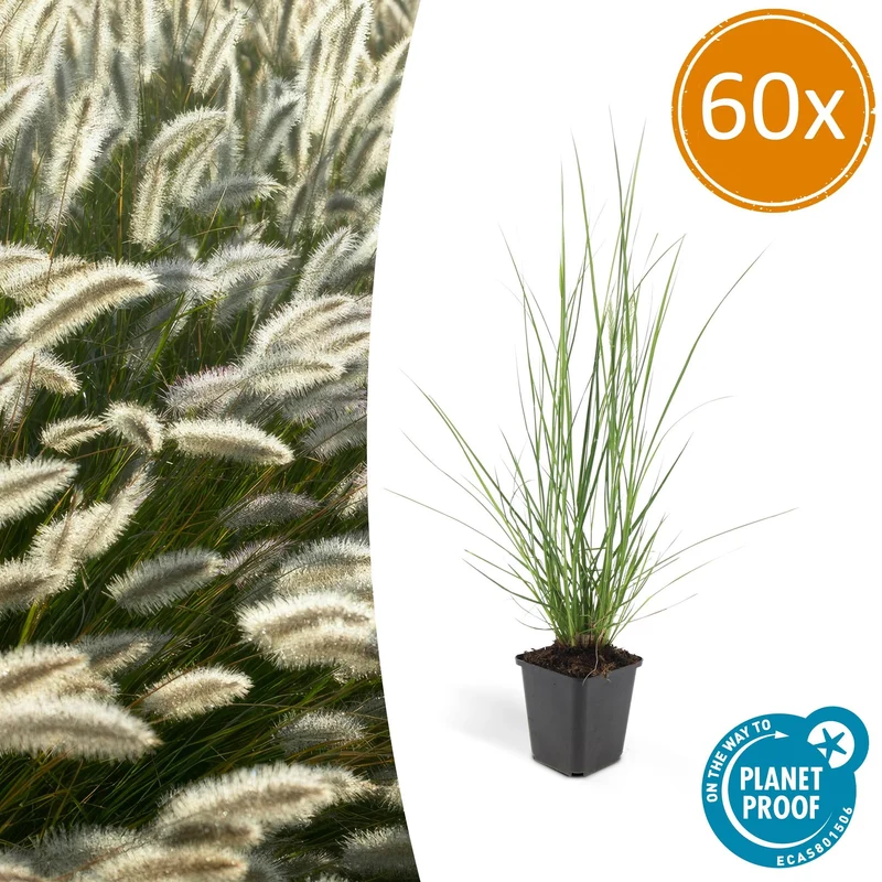 60x Pennisetum alopecuroides 'Hameln'