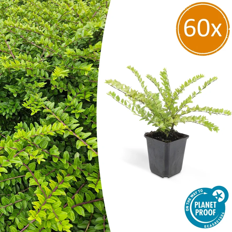 60x Lonicera nit. 'Maigrün'