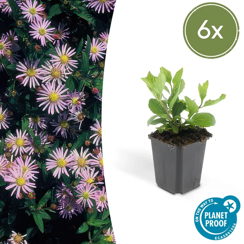 6x Aster ageratoides 'Asran'
