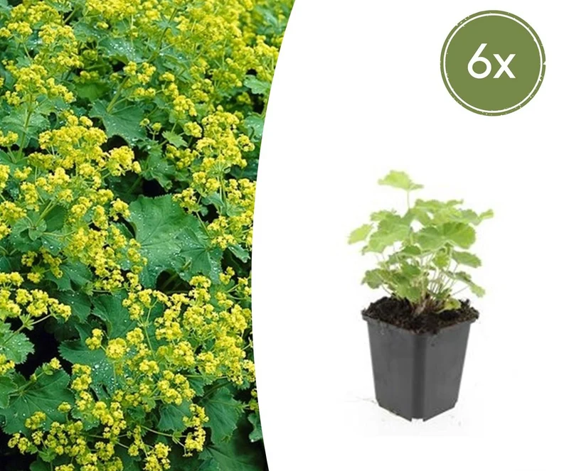 6x Alchemilla mollis