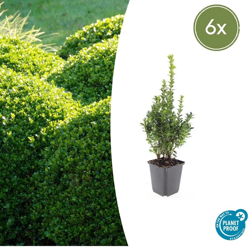 6x Buxus Sempervirens