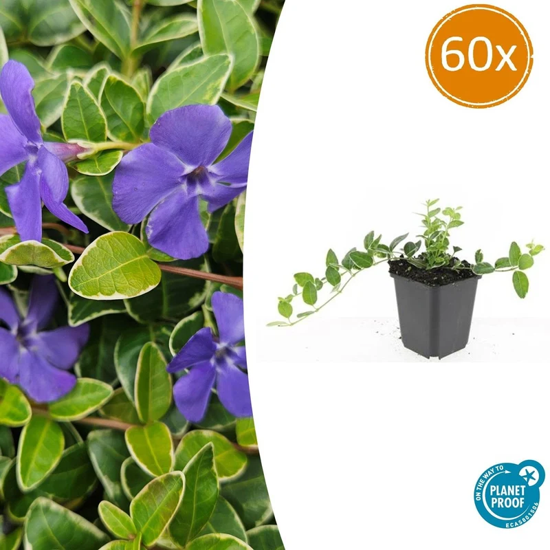 60x Vinca minor 'Ralph Shugert'