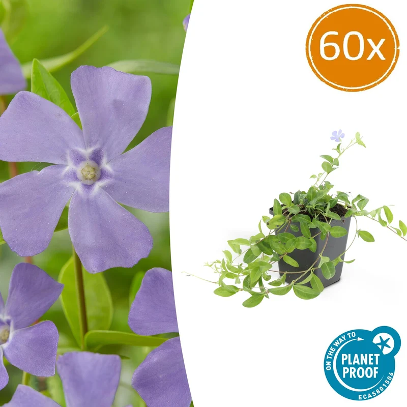 60x Vinca minor 'La Grave'