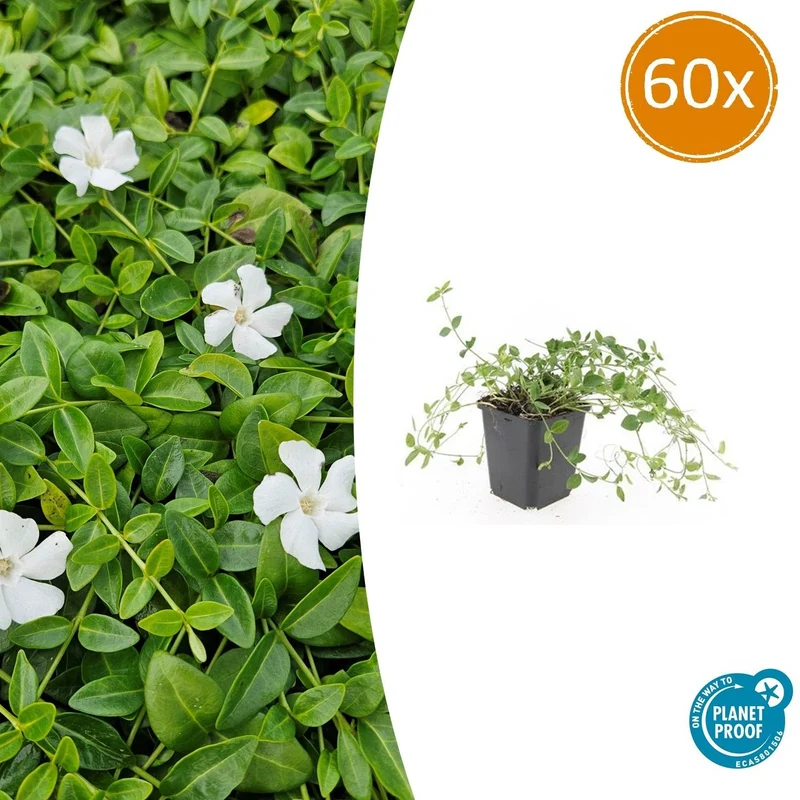 60x Vinca minor 'Gertrude Jekyll'