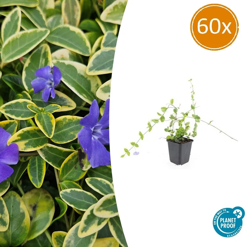 60x Vinca minor 'Blue and Gold'