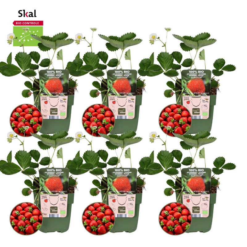 6x BIO aardbeien planten set