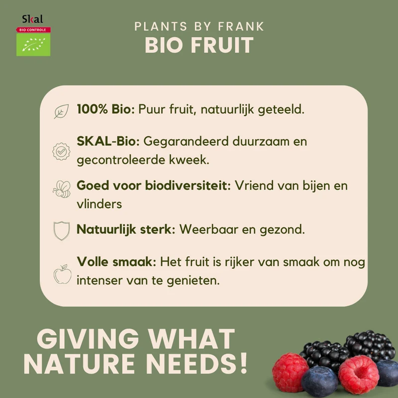 3x BIO aardbeien planten set