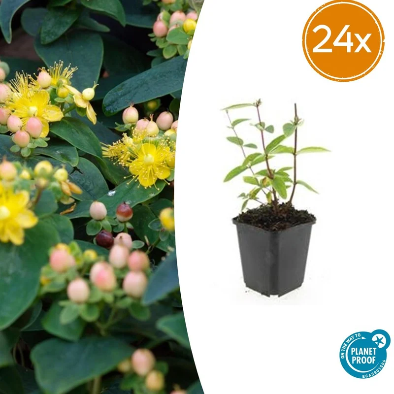 24x Hypericum inodorum 'Annebel'
