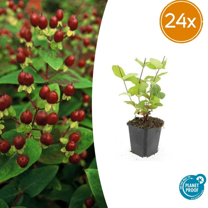24x Hypericum inodorum 'Beauty'