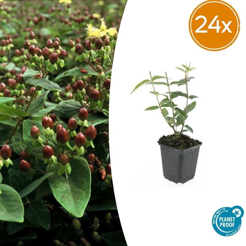 24x Hypericum inodorum 'Rheingold'