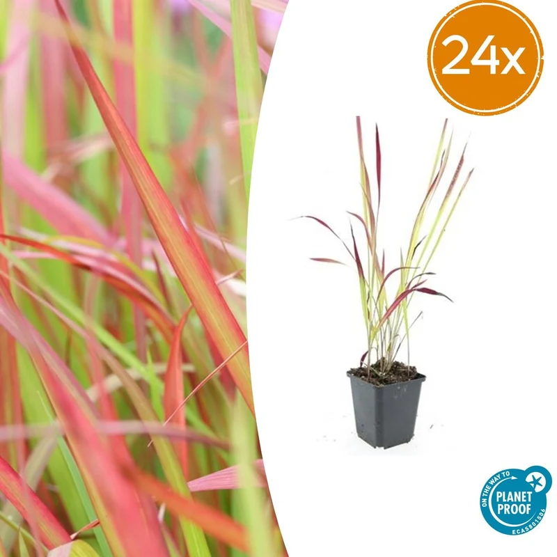 24x Imperata cylindrica 'Red Baron'