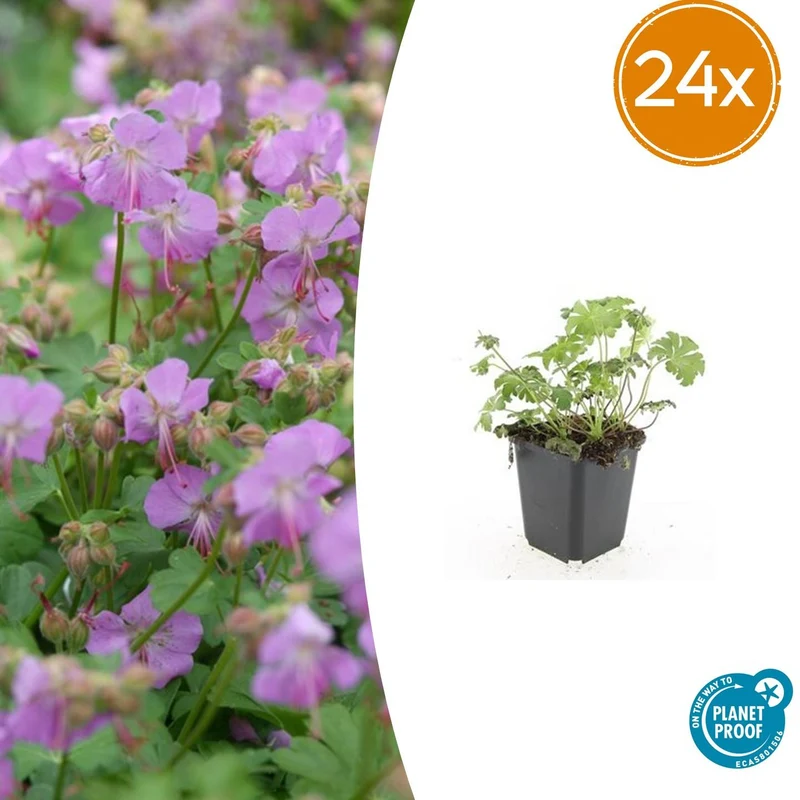 24x Geranium cant. 'Cambridge'
