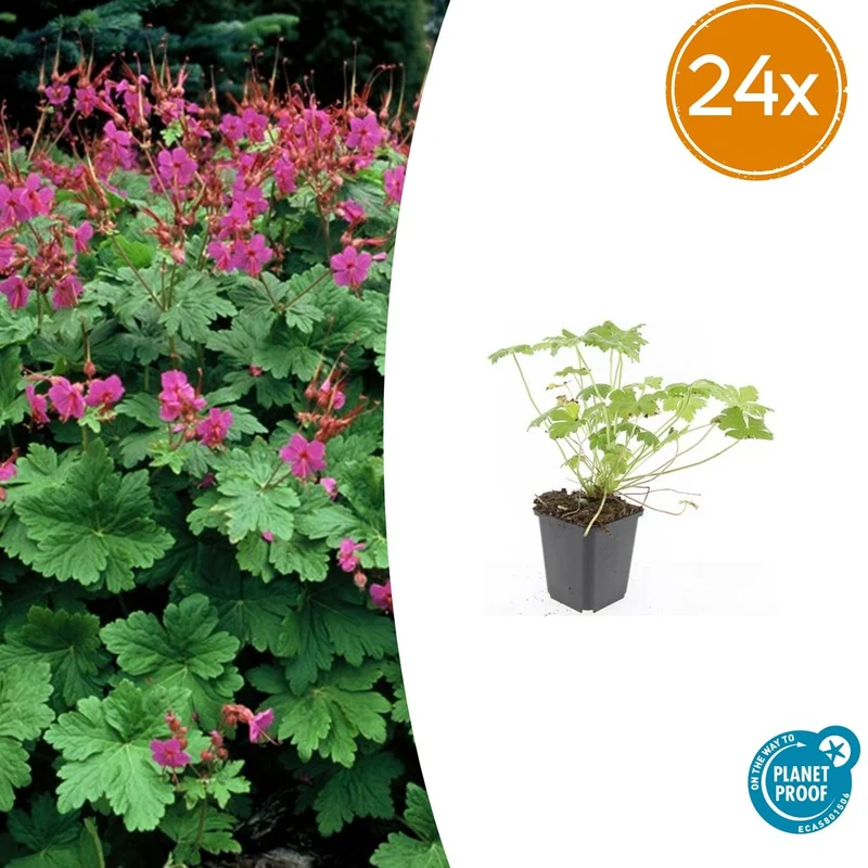 24x Geranium macr. 'Czakor'