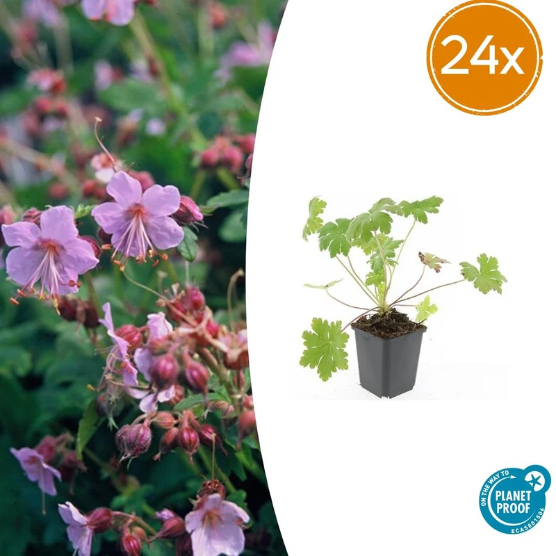 24x Geranium macr. 'Ingwersen's Var.'