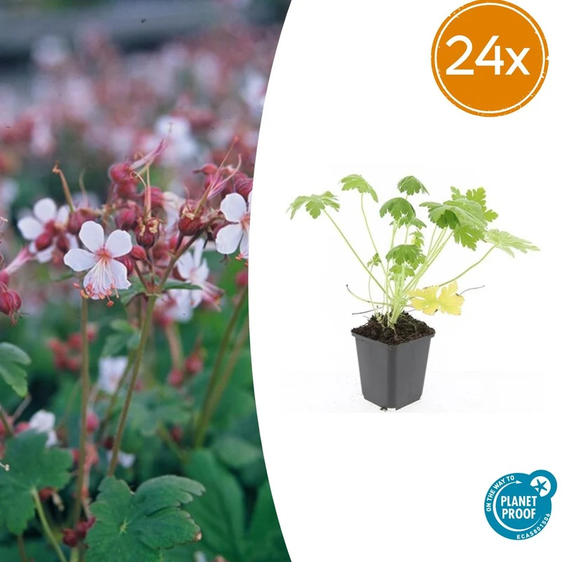 24x Geranium macr. 'Spessart'