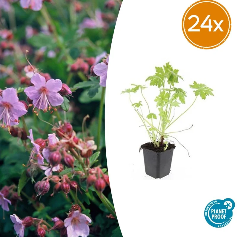 24x Geranium macrorrhizum