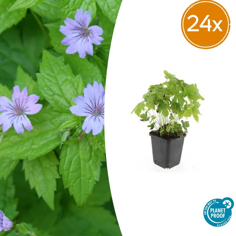 24x Geranium nodosum