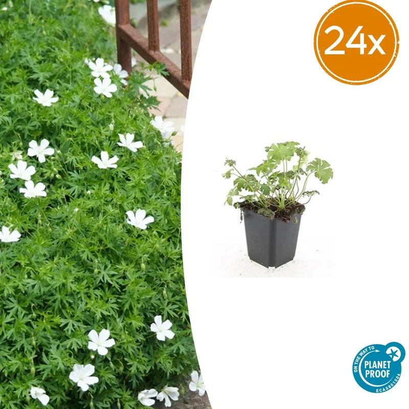 24x Geranium sang. 'Album'