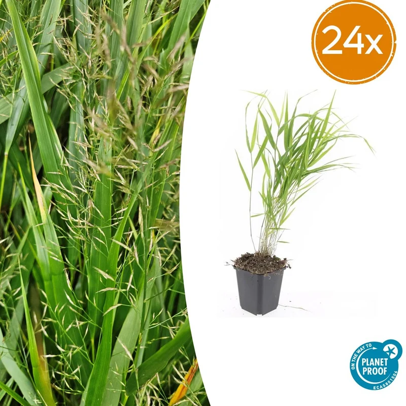 24x Hakonechloa macra