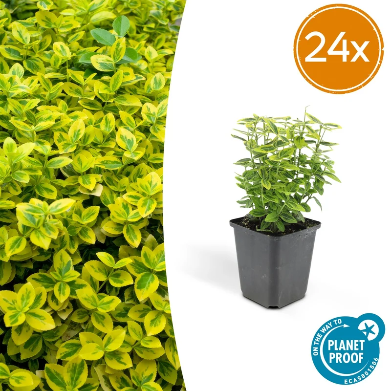 24x Euonymus fort. 'Emerald 'n Gold’