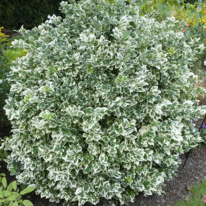 12x Euonymus fort. 'Emerald Gaiety'