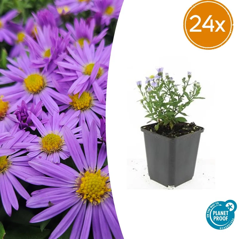 24x Aster (D) 'Prof. Anton Kippenberg'