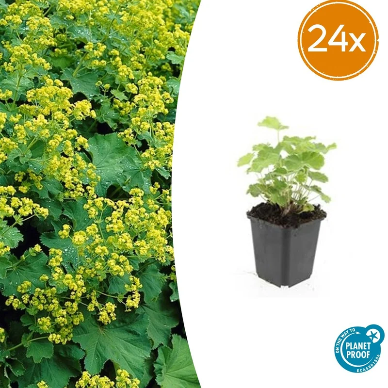 24x Alchemilla mollis