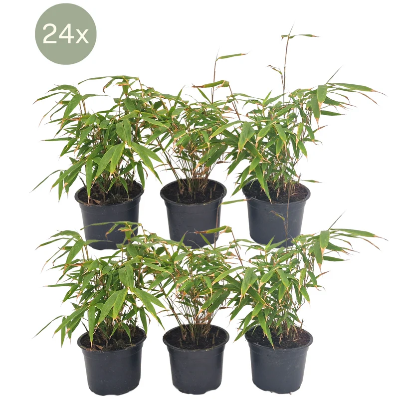 Fargesia rufa, bladhoudende bamboe voor de tuin (24x)