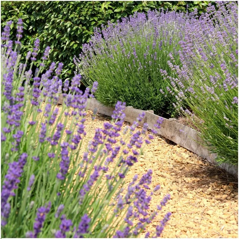24 x Lavandula angustifolia Felice®