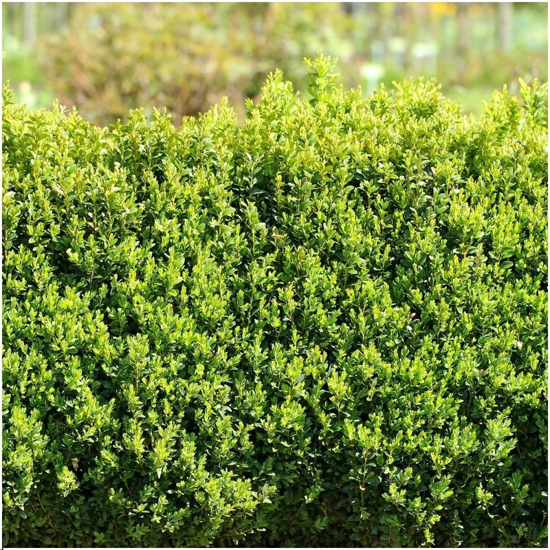 1 meter Buxus Sempervirens