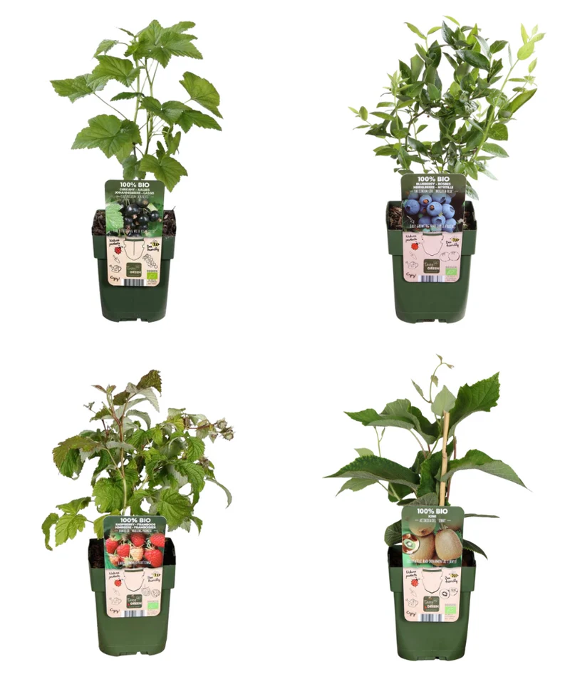 Zomervruchten, BIO fruitplanten mix van 4 soorten