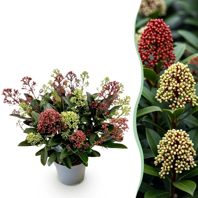 Terrasplant - Skimmia japonica Festival - Bloem Wit & Rood - 15+ Bloemen