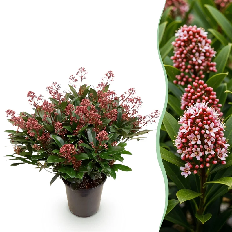 Terrasplant - Skimmia japonica Rubella - Bloem Rood - 40+ Bloemen