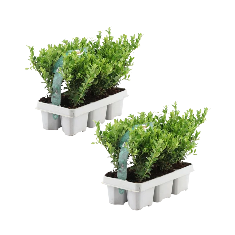 12x Ilex crenata 'Jenny'