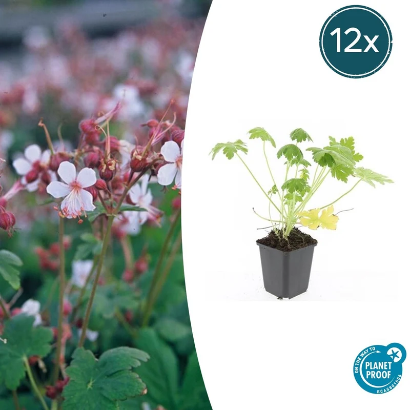 12x Geranium macr. 'Spessart'