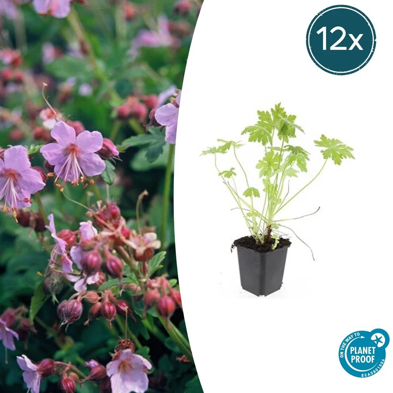 12x Geranium macrorrhizum