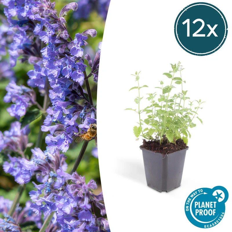 12x Nepeta 'Six Hills Giant'