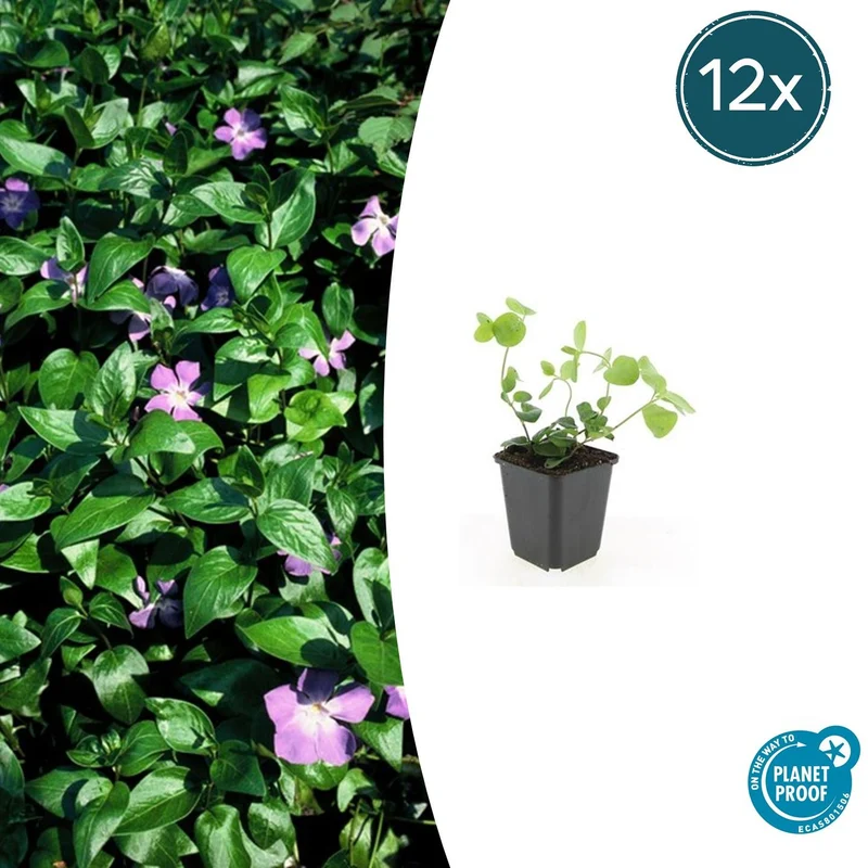12x Vinca major