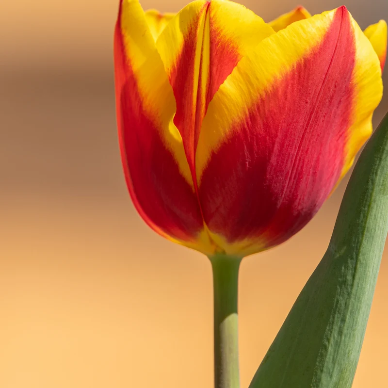 Tulpenbollen Dow Jones – 20 Stuks | KH Bloembollen® | Rood-Geel Gestreepte Tulp – Opvallend & Kleurrijk – Cadeau voor Tuin of Pot – Maat 11/12