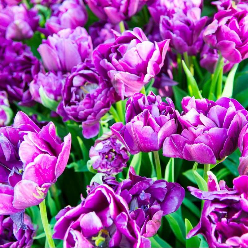 Tulpenbollen Double Flag – 20 Stuks | KH Bloembollen® | Paarse Dubbelbloemige Tulp – Elegant & Vol – Cadeau voor Tuin of Pot – Maat 11/12