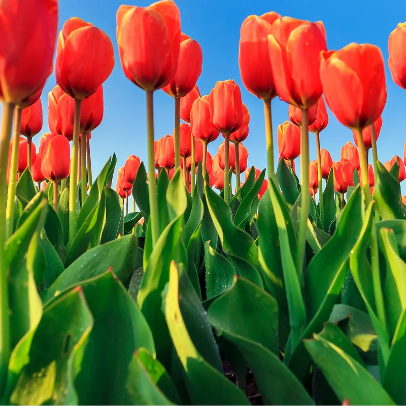Tulpenbollen Dafeng – 20 Stuks | KH Bloembollen® | Oranje Tulp – Grootbloemig & Elegant – Voor Tuin of Pot – Maat 11/12