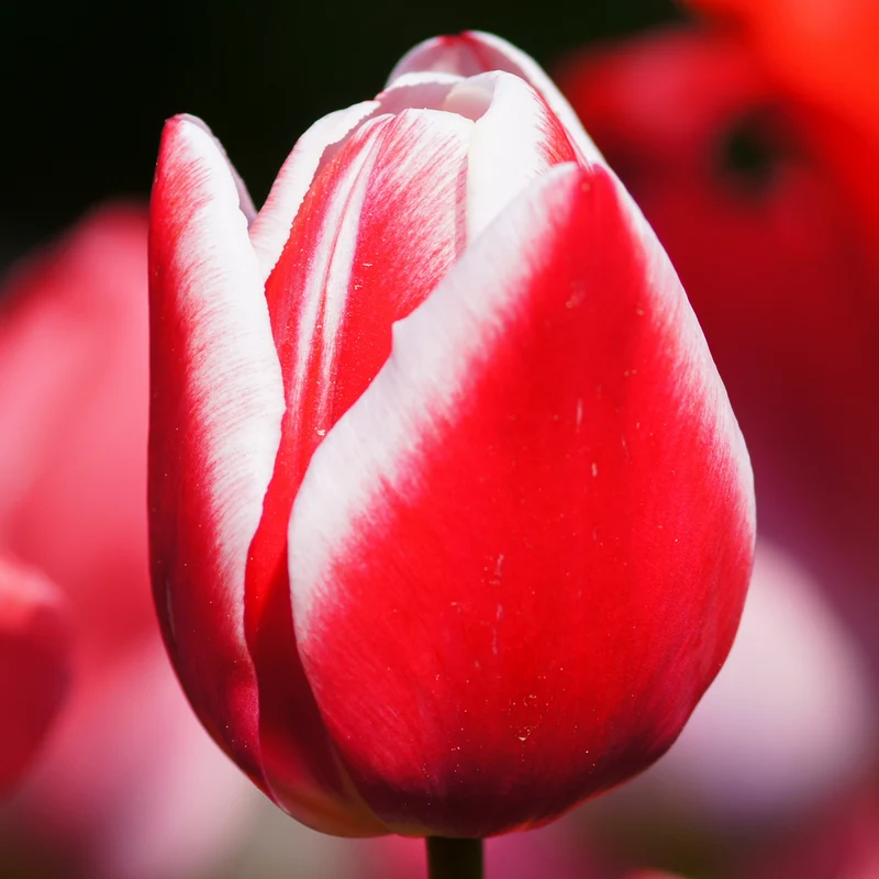 Tulpenbollen Candy Apple Delight – 20 Stuks | KH Bloembollen® | Rood-Witte Tulp – Frisse & Vrolijke Mix – Cadeau voor Tuin of Pot – Maat 11/12